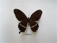 藏品(玉帶鳳蝶)的圖片